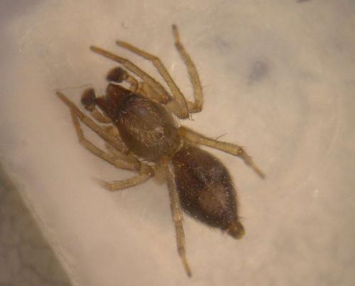 Porrhoclubiona leucaspis